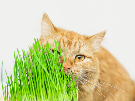 Why Cat Grass is the Purr-fect Treat for Your Indoor Cat