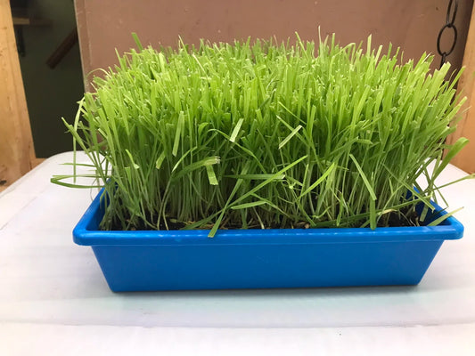 10"x10" Large Cat Grass Garden