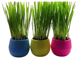 Cat Grass Balls 3 grown in blue, yellow and pink