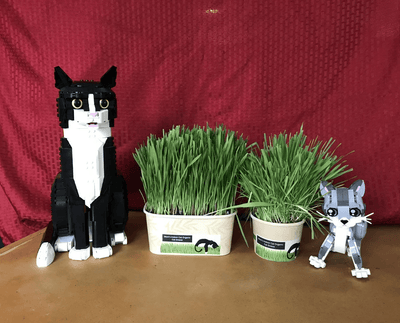 Cat grass growing to the proper height