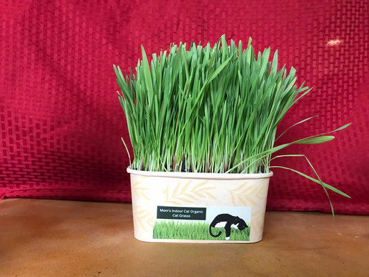 Cat Grass Bowl (10x)