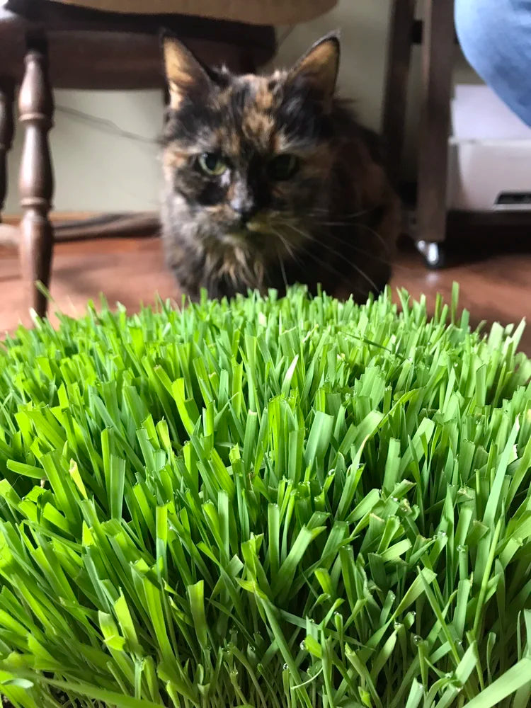10"x10" Large Cat Grass Garden