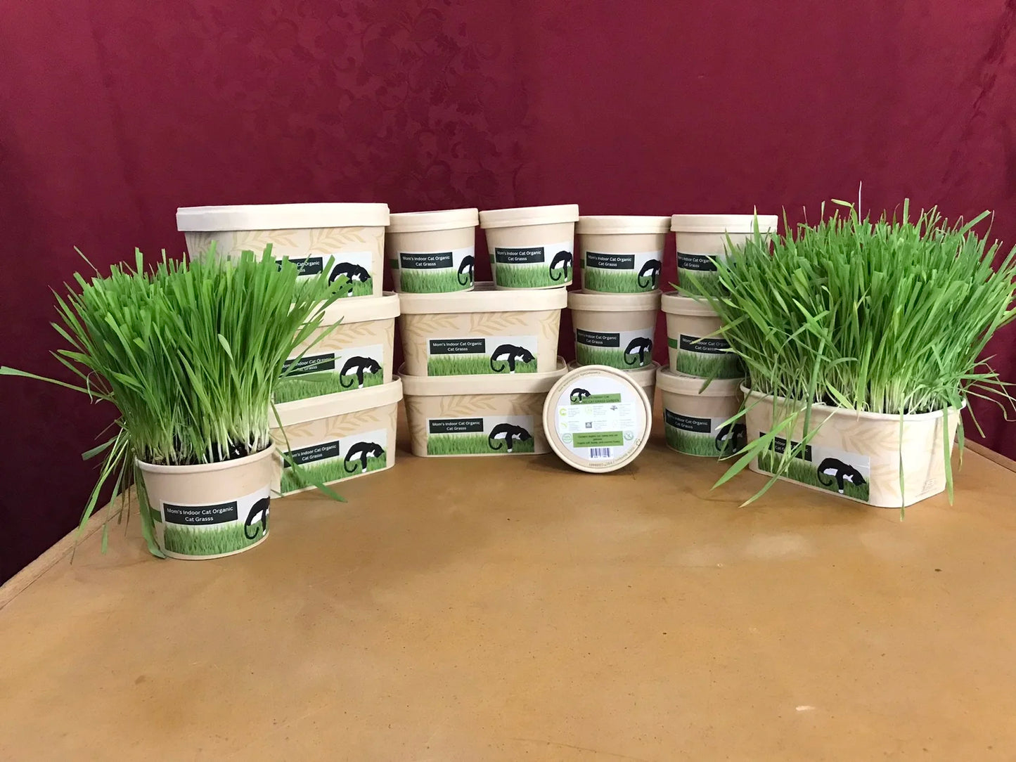 cat grass combo pack in compostable containers