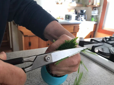 Watering cat grass with a small watering can
