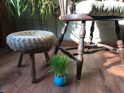Cat grass on a side table in indirect light