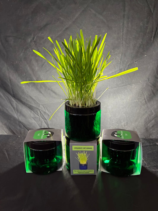 green car grass jars