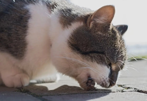 Cat coughing up a hairball