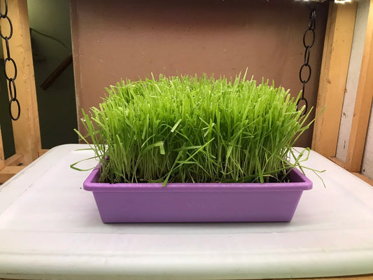 Large Cat Grass Trays (6x)