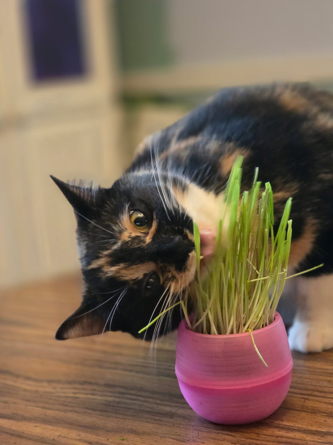 cat eating Mom's Indoor cat organic cat grass