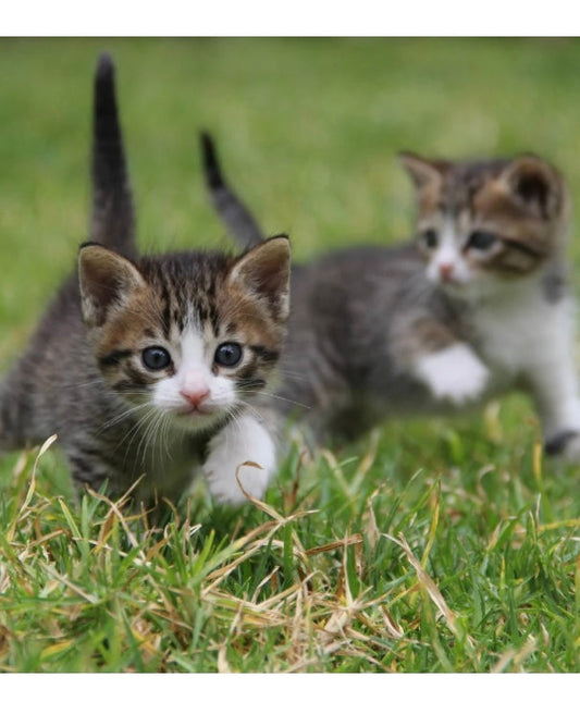 kittens playing in he grass