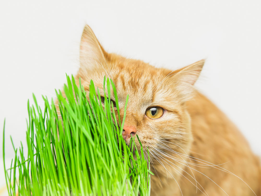 Why Cat Grass is the Purr-fect Treat for Your Indoor Cat