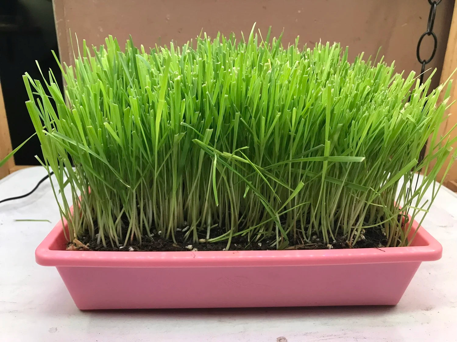 grass plants indoor 10"x10" Large Cat Grass Tray Blue