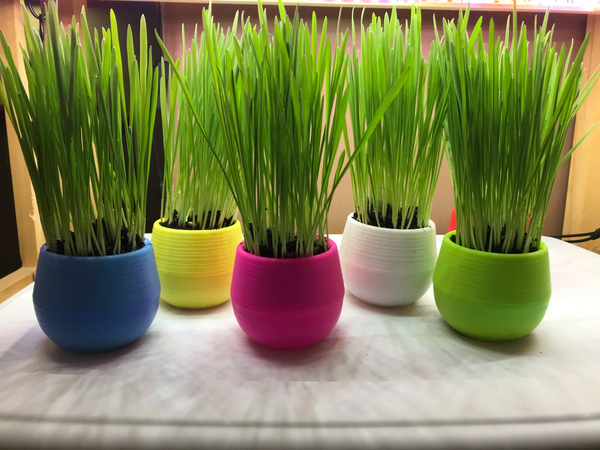 cat grass balls grown in a colors