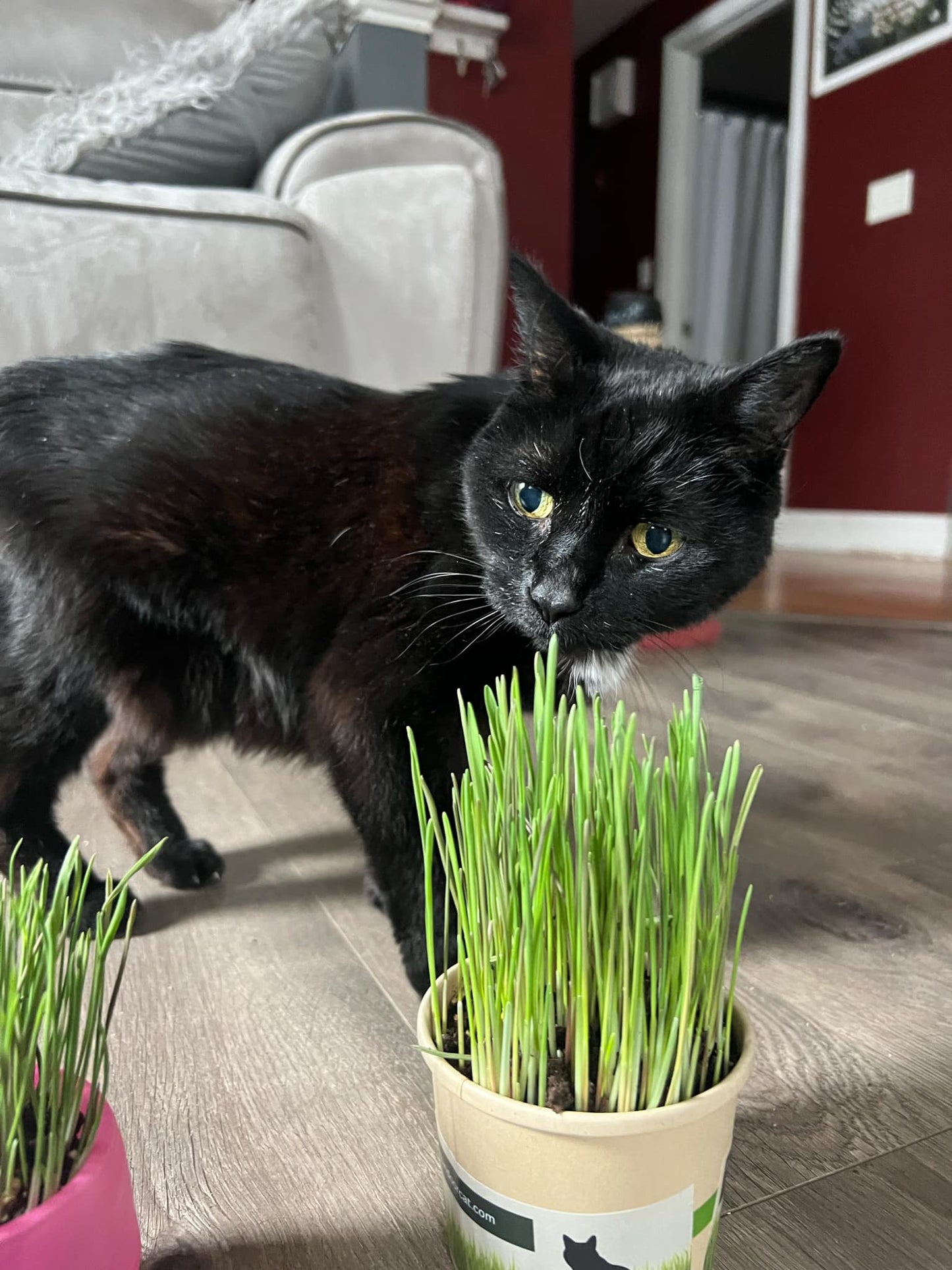 black cat looking at cat cut