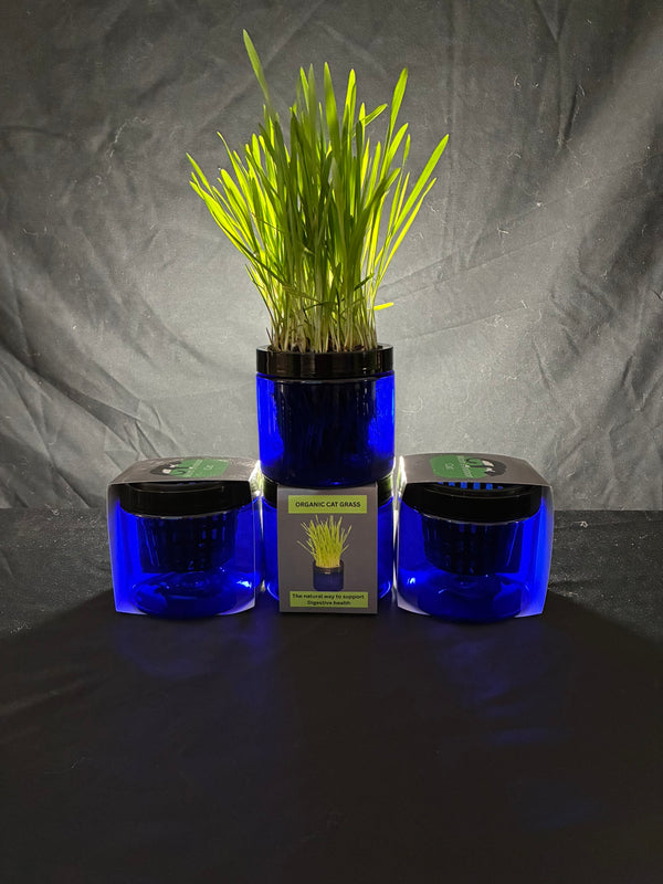 blue cat grass jars 