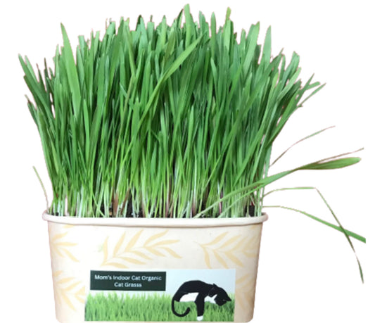 Cat Grass Bowl