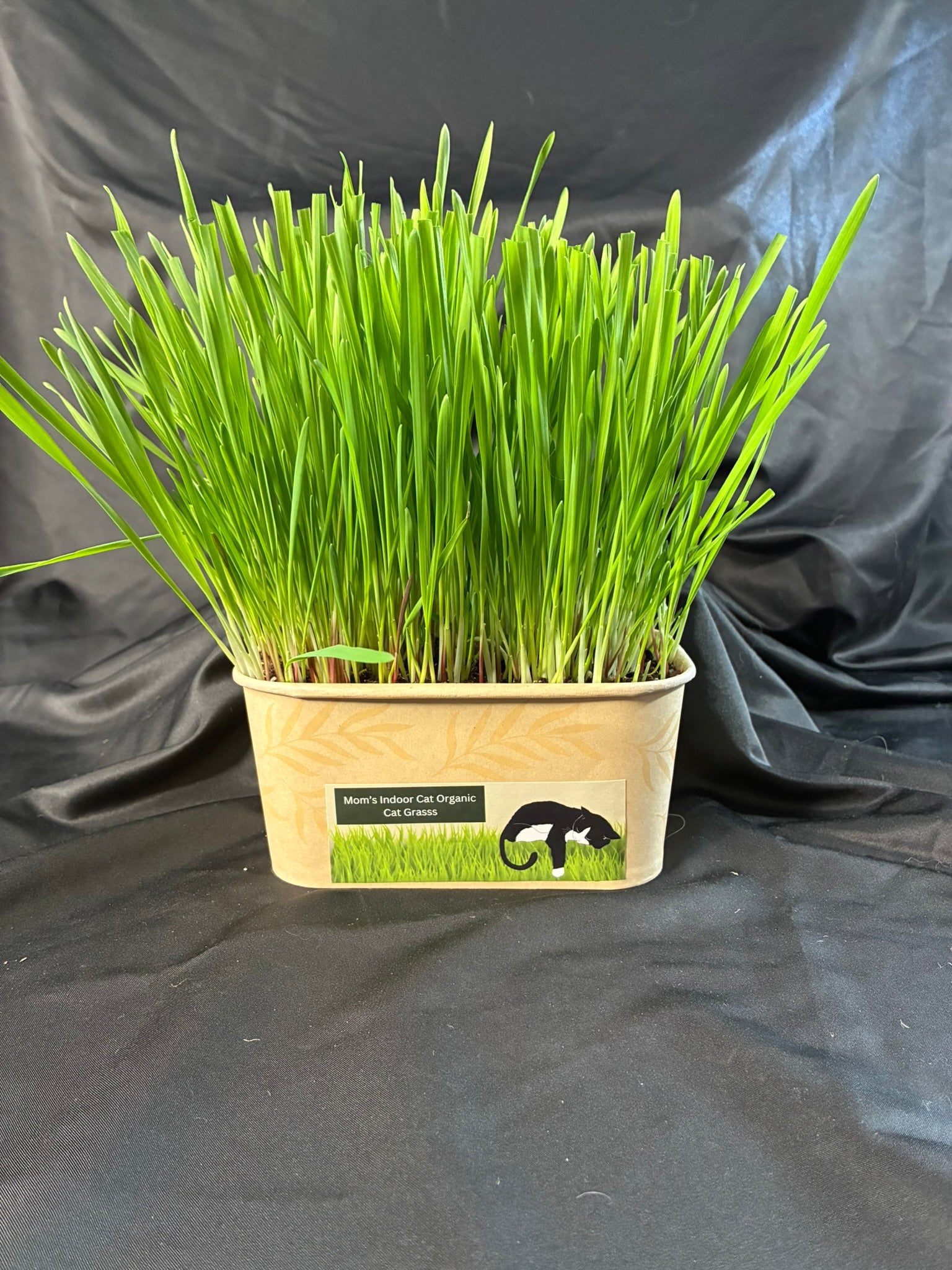 cat grass bowl growing