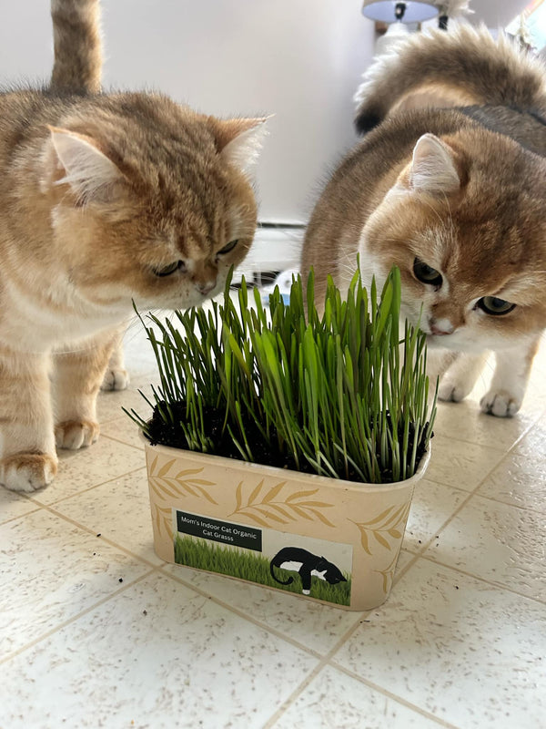 two cats eat the grass in a cat grass bowl
