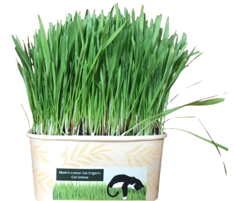 Cat Grass Bowl (10x)