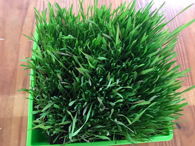 Healthy green cat grass in a decorative pot