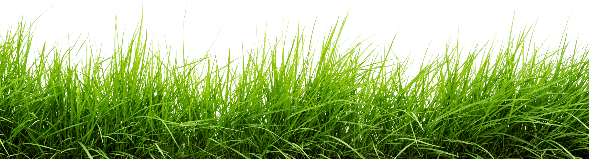 Green grass border on a white background
