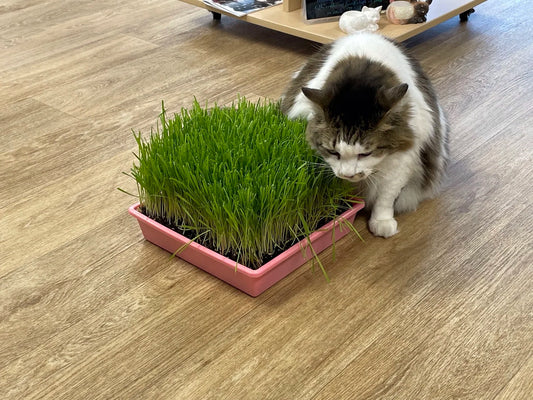 Large Cat Grass Trays (6x)