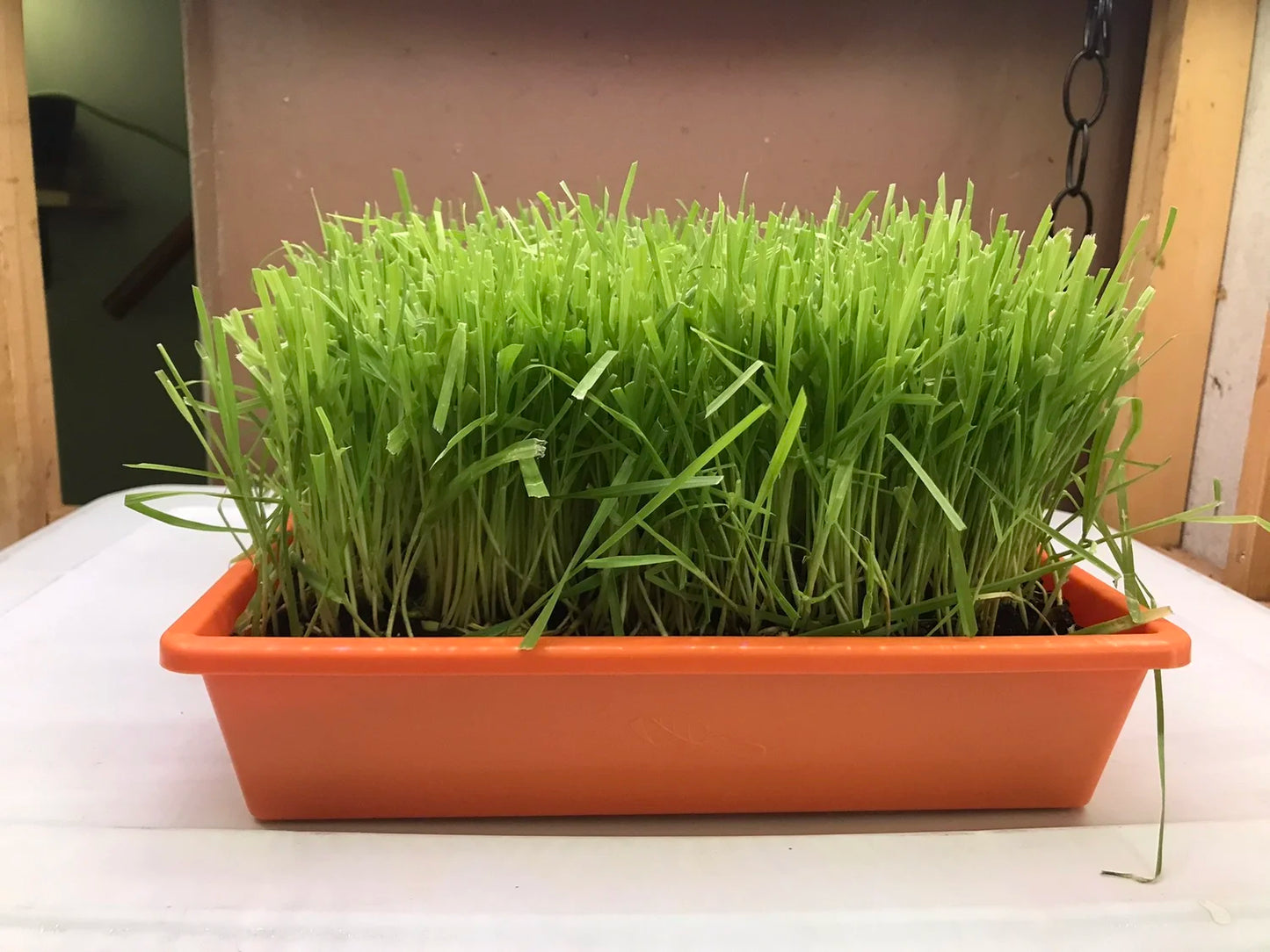 10"x10" Large Cat Grass Garden