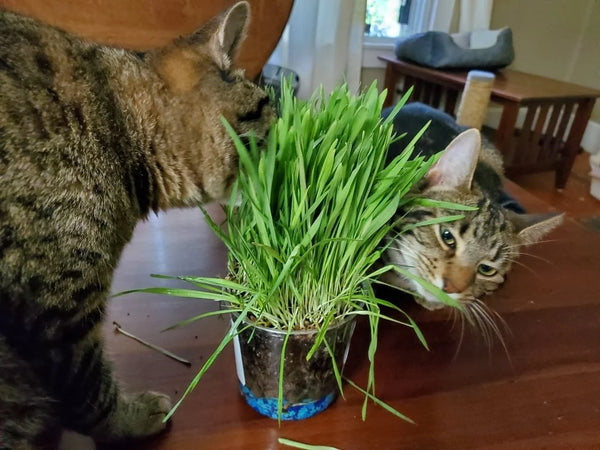 Fresh cat grass growing in a pot